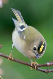 Goldcrest, Edinburgh, Scotland, February 2004 - click for larger image