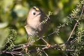 Goldcrest, Edinburgh, Scotland, February 2004 - click for larger image