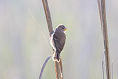 Eurasian Penduline Tit, Aragon, Spain, May 2022 - click for larger image