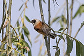 Eurasian Penduline Tit, Aragon, Spain, May 2022 - click for larger image