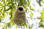 Eurasian Penduline Tit, Aragon, Spain, May 2022 - click for larger image