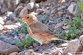 Female Crimson-winged Finch, Oukaimeden, Morocco, April 2014 - click for larger image