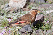 Male Crimson-winged Finch, Oukaimeden, Morocco, April 2014 - click for larger image