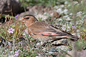 Male Crimson-winged Finch, Oukaimeden, Morocco, April 2014 - click for larger image