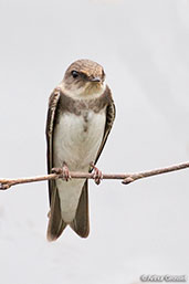 Sand Martin, Coldstream, Scotland, June 2006 - click for larger image