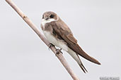 Sand Martin, Coldstream, Scotland, June 2006 - click for larger image