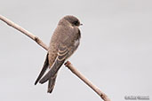 Sand Martin, Coldstream, Scotland, June 2006 - click for larger image