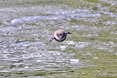 Sand Martin, Kingussie, Scotland, June 2015 - click for larger image