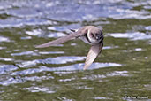 Sand Martin, Kingussie, Scotland, June 2015 - click for larger image