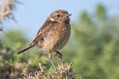 Stonechat, Dingle Peninsula, Co. Kerry, Ireland, July 2005 - click for larger image