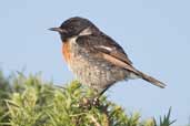 Stonechat, Dingle Peninsula, Co. Kerry, Ireland, July 2005 - click for larger image