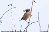 Stonechat, Aberlady Bay, East Lothian, Scotland, October 2006 - click for larger image