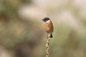 Male Stonechat, Kato Zacro, Crete, October 2002 - click for larger image