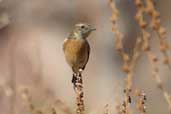 Female Stonechat, Kato Zacro, Crete, October 2002 - click for larger image