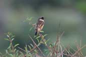 Male Stonechat, Kato Zacro, Crete, October 2002 - click for larger image