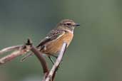 1st winter Male Stonechat, Krassi, Crete, November 2002 - click for larger image