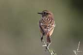 1st winter Male Stonechat, Krassi, Crete, November 2002 - click for larger image