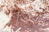 Streaked Scrub Warbler, Boumalne du Dades, Morocco, April 2014 - click for larger image