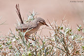 Streaked Scrub Warbler, Boumalne du Dades, Morocco, April 2014 - click for larger image