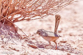 Streaked Scrub Warbler, Boumalne du Dades, Morocco, April 2014 - click for larger image