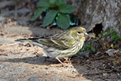 Serin, Ronda, Spain, March 2017 - click for larger image