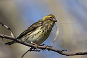 Serin, Ronda, Spain, March 2017 - click for larger image
