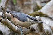 Eurasian Nuthatch, Monks Eleigh, Suffolk, England, July 2015 - click for larger image