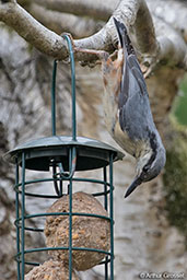 Eurasian Nuthatch, Monks Eleigh, Suffolk, England, July 2015 - click for larger image