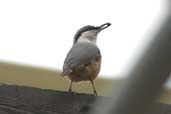 Rock Nuthatch, Delphi, Greece, November 2002 - click for larger image