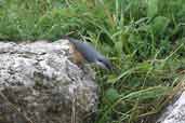 Rock Nuthatch, Delphi, Greece, November 2002 - click for larger image