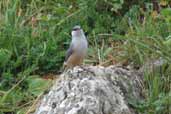 Rock Nuthatch, Delphi, Greece, November 2002 - click for larger image