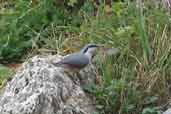 Rock Nuthatch, Delphi, Greece, November 2002 - click for larger image