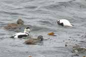 Male and Female Eiders hunting shellfish, Unst, Shetland, Scotland, May 2004 - click for larger image
