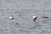 Male and Female Eiders Handa Island, Scotland, May 2005 - click for larger image