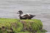 Eclipse male Eider, Aberlady Bay, Scotland, June 2005 - click for larger image