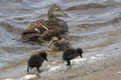 Female Eider with chicks, Musselburgh, East Lothian, Scotland, June 2002 - click for larger image