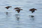 Female Eider with juveniles, Aberlady, East Lothian, Scotland, September 2002 - click for larger image