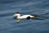 Male Eider, Aberlady, East Lothian, Scotland, September 2002 - click for larger image