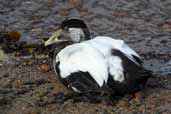 Male Eider moving out of eclipse plumage, Musselburgh, East Lothian, Scotland, October 2002 - click for larger image