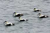 Male Eider, Orkney, Scotland, May 2003 - click for larger image