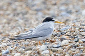 Little Tern, Walberswick, Suffolk, England, July 2009 - click for larger image