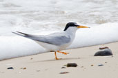 Little Tern, Walberswick, Suffolk, England, July 2009 - click for larger image