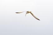 Little Tern, Walberswick, Suffolk, England, July 2009 - click for larger image