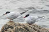 Common and Arctic Terns, Fetlar, Shetland, Scotland, May 2004 - click for larger image