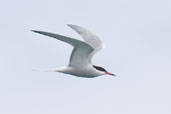 Common Tern, Iona, Scotland, June 2005 - click for larger image