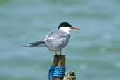 Common Tern, Flevoland, Netherlands, April 2002 - click for larger image