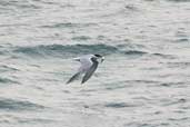 Common Tern, Western Isles, Scotland, August 2003 - click for larger image