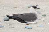 Light morph Arctic Skua, Mainland, Shetland, Scotland, May 2004 - click for larger image