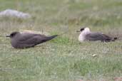 Dark and light morph Arctic Skuas, Mousa, Shetland, Scotland, May 2004 - click for larger image