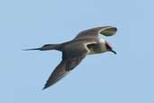 Light morph Arctic Skua, Unst, Shetland, Scotland, May 2004 - click for larger image